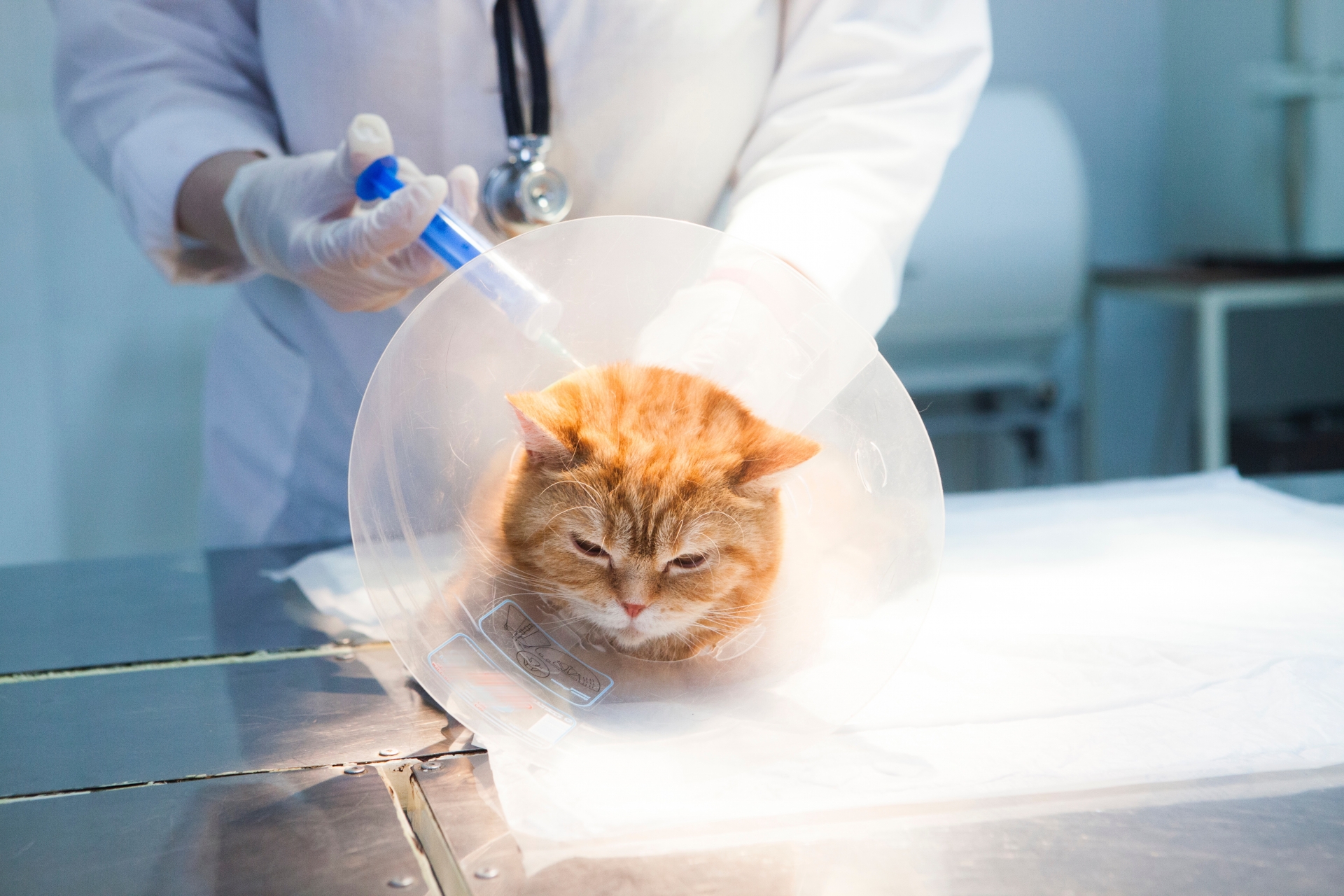 猫の予防接種の必要性と副作用