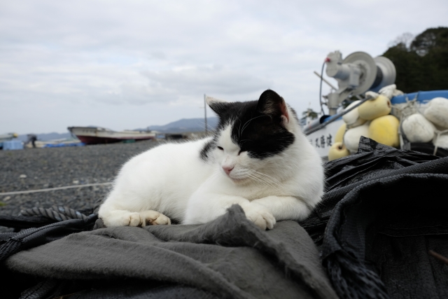 田代島の猫の写真2