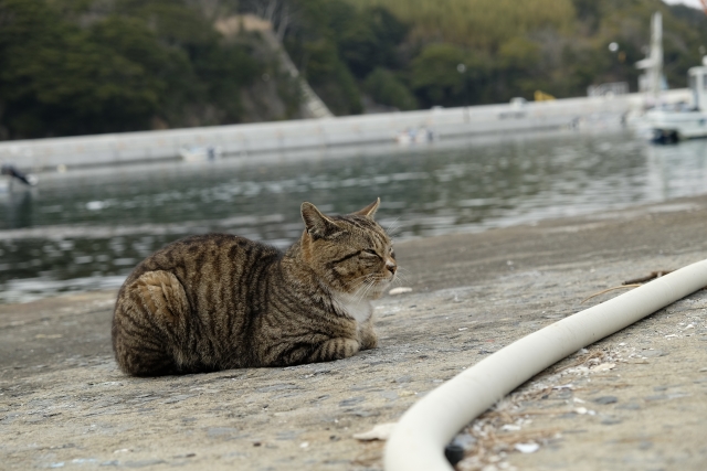 田代島の猫の写真